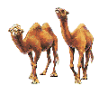 Camel E-Liquid 